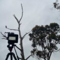Filming an Osprey